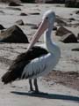 Pelican